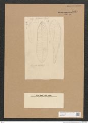 Surirella sp. (de-Toni-Nr.: Genus 53) Zeichnungen Sammlung Grunow Nr. 4845 (NHMW-BOT-W0373015)